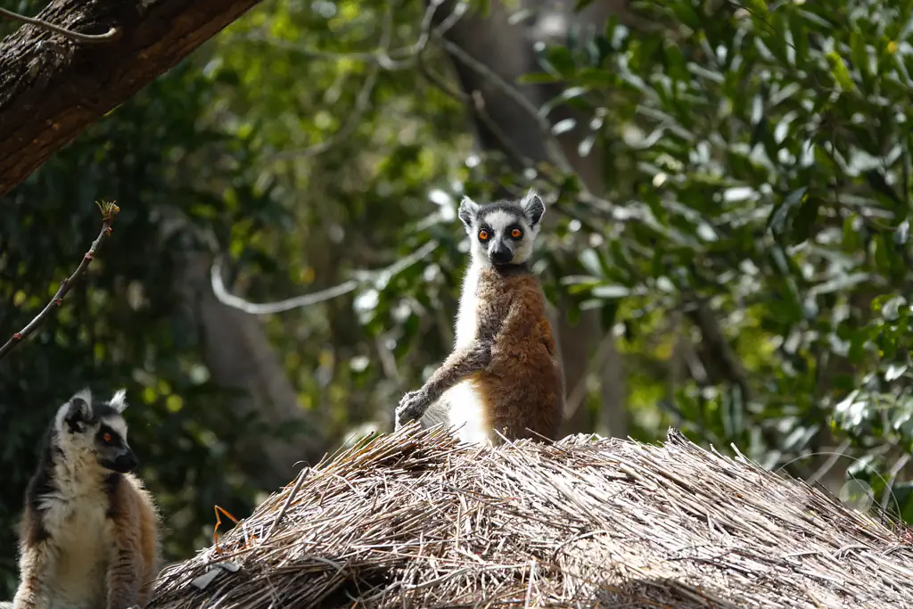 Madagaskar - Isalo National Park - Lemuren - Kattas auf dem Dach