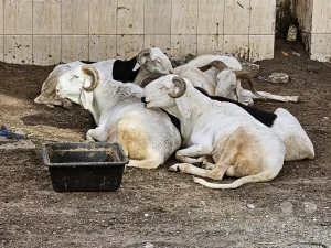 Senegal - Dakar - Streetlife - Schafe