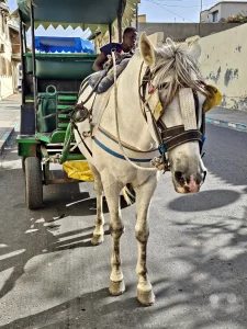 Senegal - Saint-Louis - Streetlife - Pferdekutsche