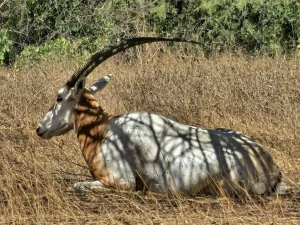 Senegal - Guembeul - Réserve spéciale de Faune de Guembeul - Säbelantilope