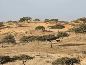 Senegal - Kharane - Wüstencamp - Dünen