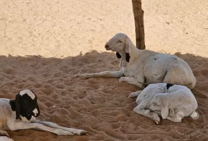 Senegal - Missira - Streetlife - Schafe