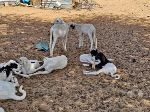 Senegal - Missira - Streetlife - Schafe