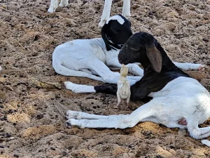 Senegal - Missira - Streetlife - Schafe