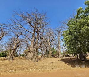 Senegal - Firgui - Baobab-Bäume - Affenbrotbäume