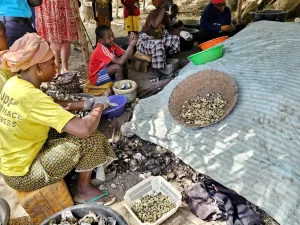 Gambia - Bintang Bay - Austern öffnen und sammeln