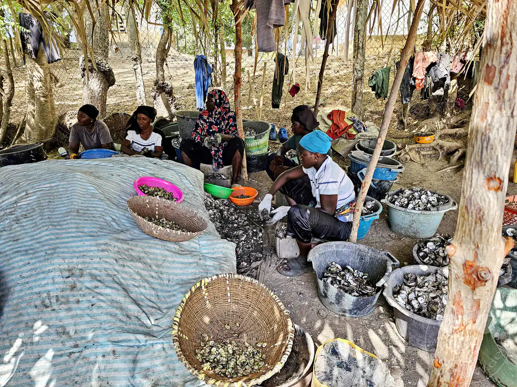 Gambia - Bintang Bay - Austern öffnen und sammeln