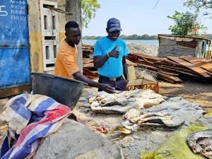 Gambia - Bintang Bay - Fische unter Salz