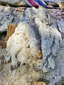 Gambia - Bintang Bay - Fische unter Salz