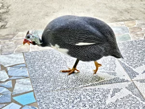 Gambia - Kassagne - AbCas Creek Lodge - Helmperlhuhn - Domestic guinea fowl