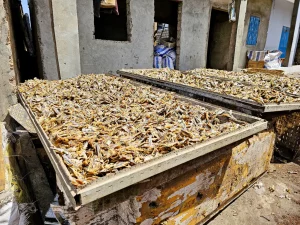 Gambia - Tanji - Fischerdorf - Streetlife - getrockneter Fisch