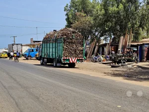 Gambia - Tanji - Fischerdorf - Streetlife - Brennholz-Transport