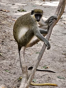 Gambia - Serrekunda - Bijilo Monkey Park