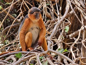 Gambia - Serrekunda - Bijilo Monkey Park