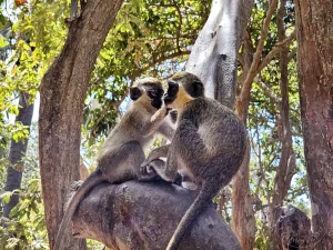 Gambia - Serrekunda - Bijilo Monkey Park