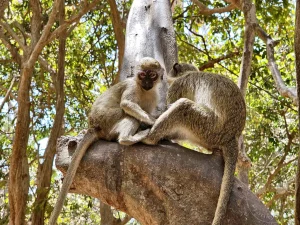 Gambia - Serrekunda - Bijilo Monkey Park