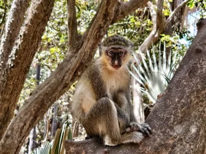 Gambia - Serrekunda - Bijilo Monkey Park