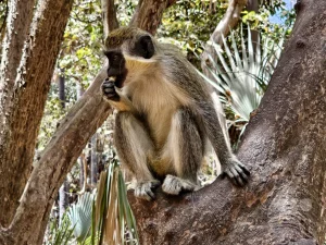 Gambia - Serrekunda - Bijilo Monkey Park