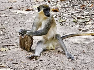 Gambia - Serrekunda - Bijilo Monkey Park