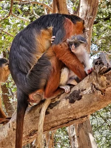 Gambia - Serrekunda - Bijilo Monkey Park