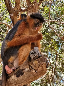 Gambia - Serrekunda - Bijilo Monkey Park