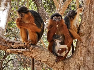 Gambia - Serrekunda - Bijilo Monkey Park