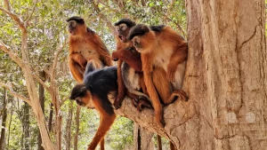 Gambia - Serrekunda - Bijilo Monkey Park