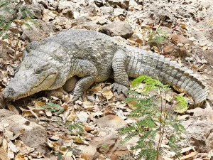 Gambia - Kachikally - Crocodile pool - Krokodile