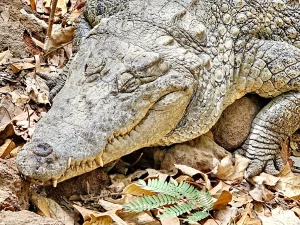 Gambia - Kachikally - Crocodile pool - Krokodile