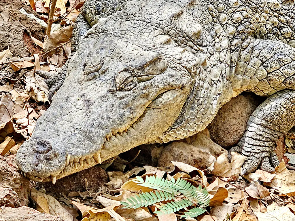 Gambia - Kachikally - Crocodile pool - Krokodile