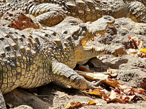 Gambia - Kachikally - Crocodile pool - Krokodile