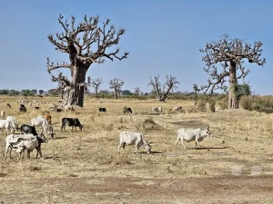 Senegal - Santie Passi - Zebu-Rinder-Herde
