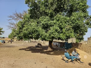 Senegal - Guague Cherif - Mangobaum