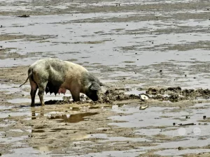 Senegal - Insel Fadiouth - Muschelinsel - Schwein sucht Austern