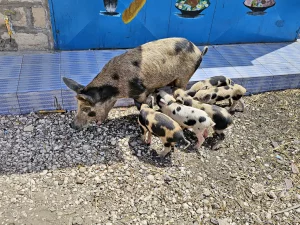 Senegal - Insel Fadiouth - Muschelinsel - Sau mit Ferkel