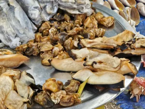 Senegal - Insel Fadiouth - Muschelinsel - Meeresschnecken