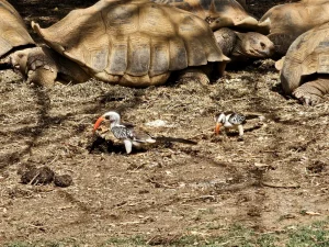 Senegal - Sindia - Bandia Reservat - Senegaltoko und Schildkröten