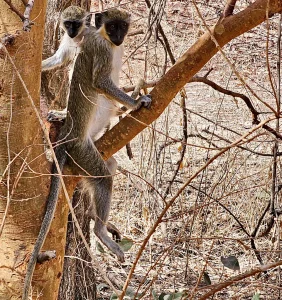 Senegal - Sindia - Bandia Reservat - Grüne Meerkatzen