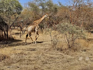 Senegal - Sindia - Bandia Reservat - Giraffen