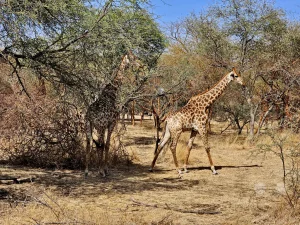Senegal - Sindia - Bandia Reservat - Giraffen
