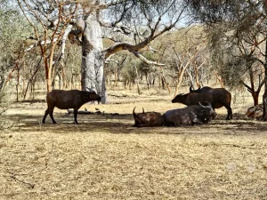 Senegal - Sindia - Bandia Reservat - Afrikanische Büffel