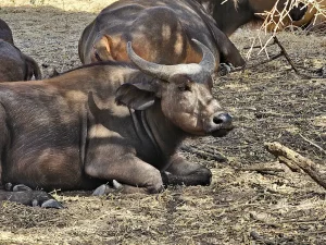 Senegal - Sindia - Bandia Reservat - Afrikanische Büffel