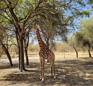 Senegal - Sindia - Bandia Reservat - Giraffen