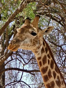Senegal - Sindia - Bandia Reservat - Giraffen