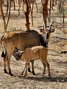 Senegal - Sindia - Bandia Reservat - Elenantilope mit Kalb