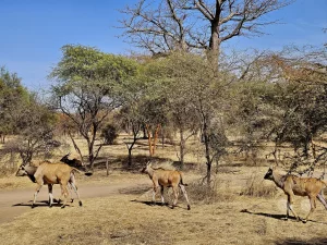 Senegal - Sindia - Bandia Reservat - Elenantilopen