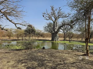 Senegal - Sindia - Bandia Reservat - Affenbrotbaum (Baobab)