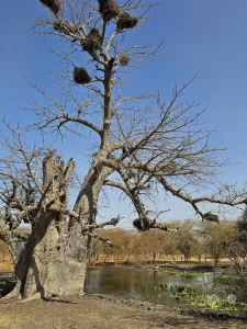 Senegal - Sindia - Bandia Reservat - Affenbrotbaum (Baobab)