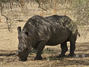 Senegal - Sindia - Bandia Reservat - Nashorn