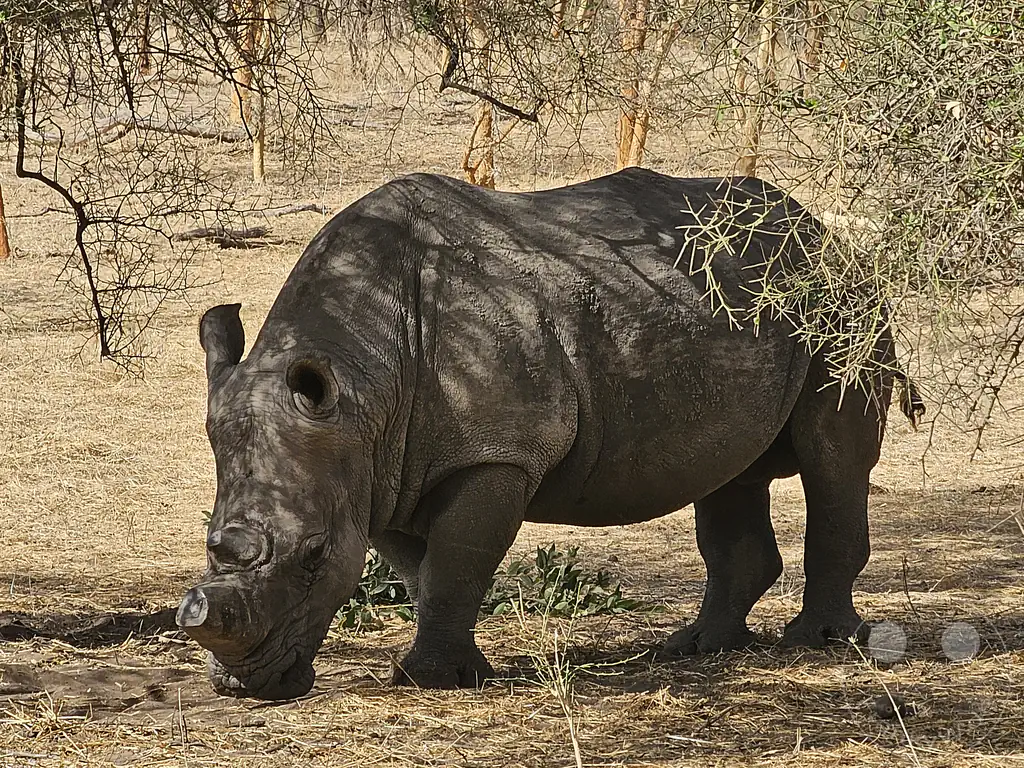 Senegal - Sindia - Bandia Reservat - Nashorn